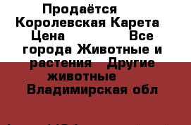 Продаётся!     Королевская Карета › Цена ­ 300 000 - Все города Животные и растения » Другие животные   . Владимирская обл.